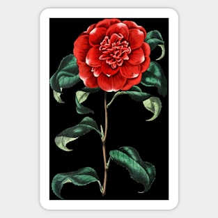 Painting, red rose, Crimson camellia flower,the roses red Sticker